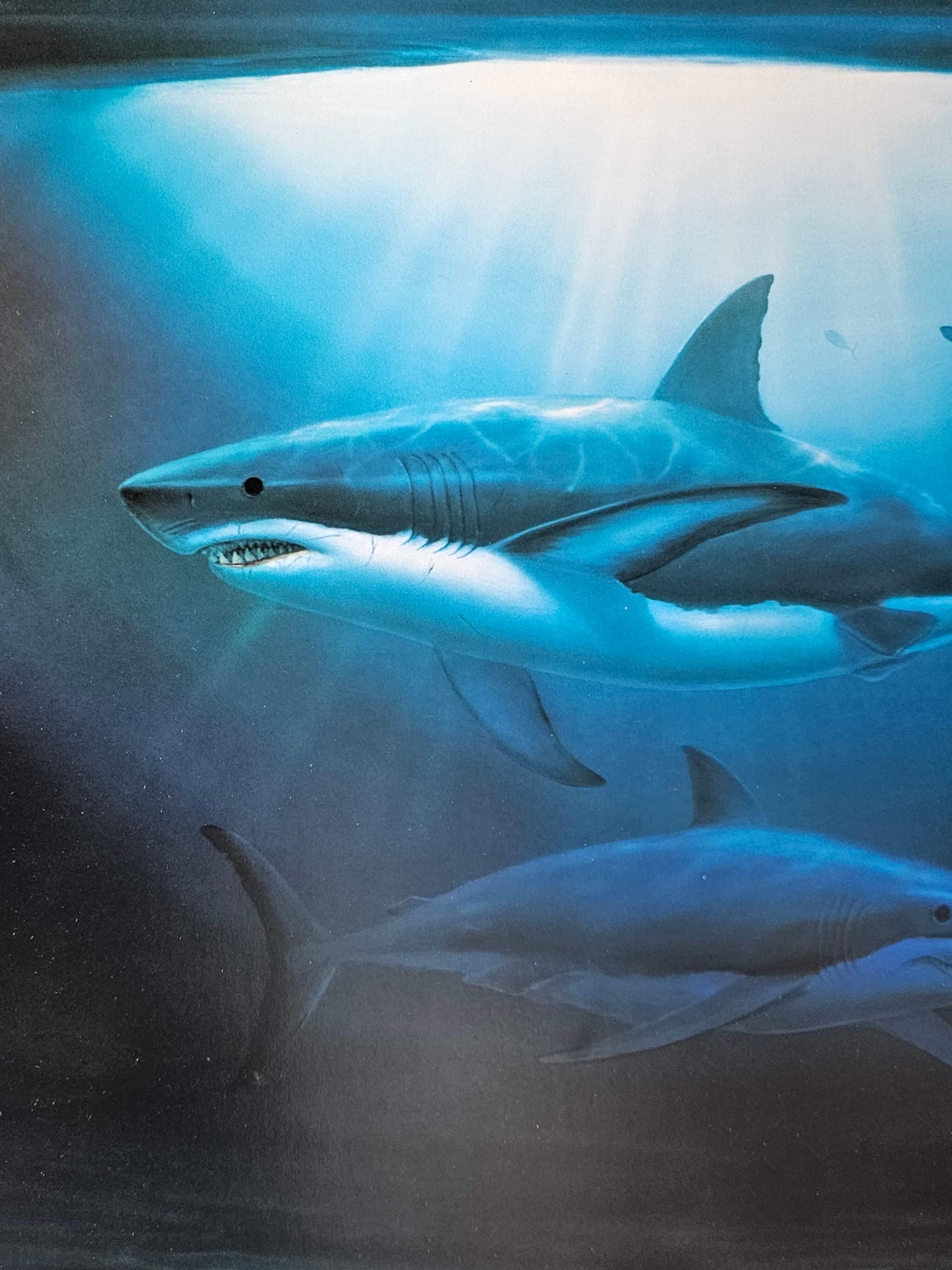 Great White shark art by Wyland