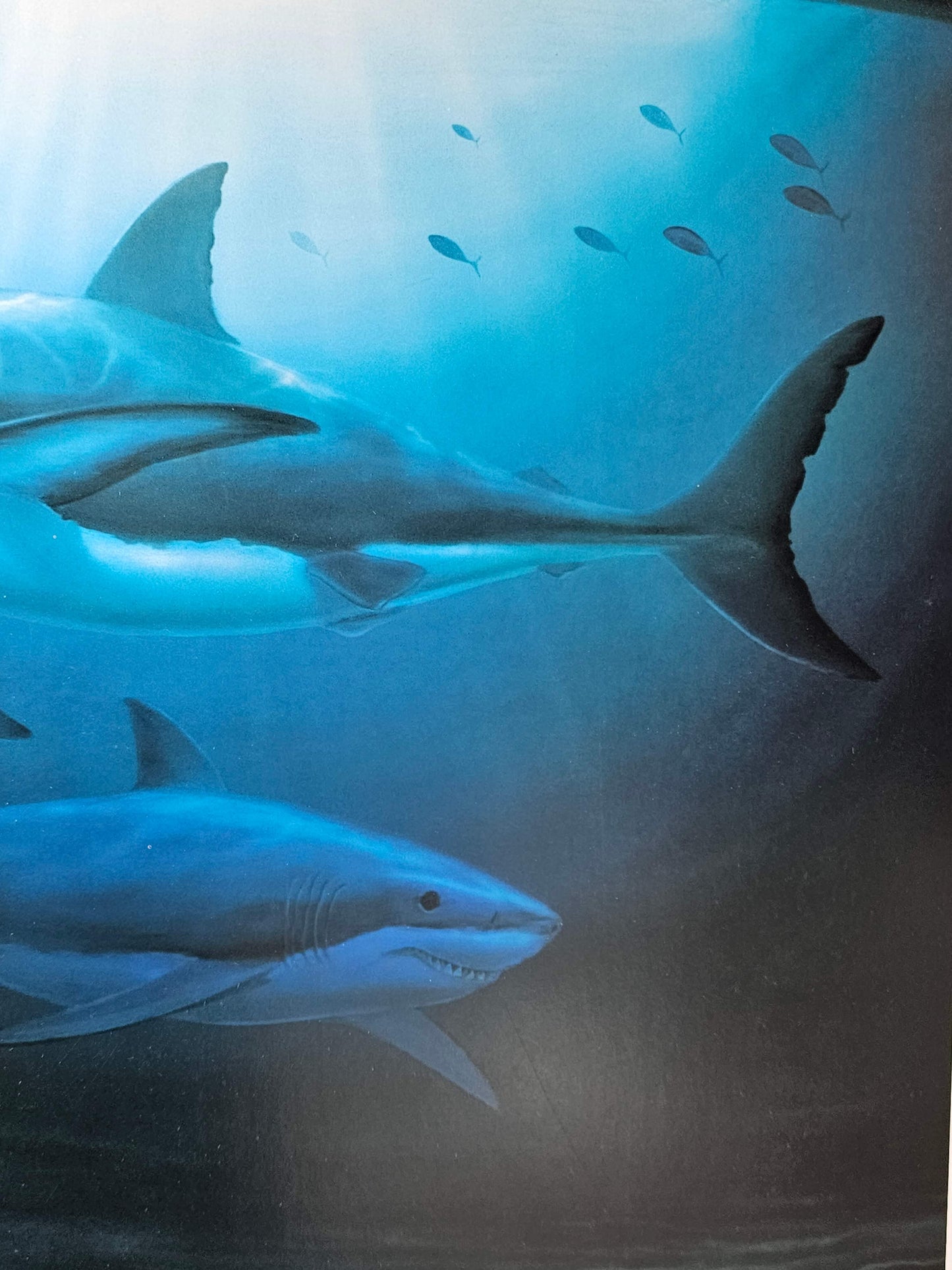 Great White sharks art by Wyland