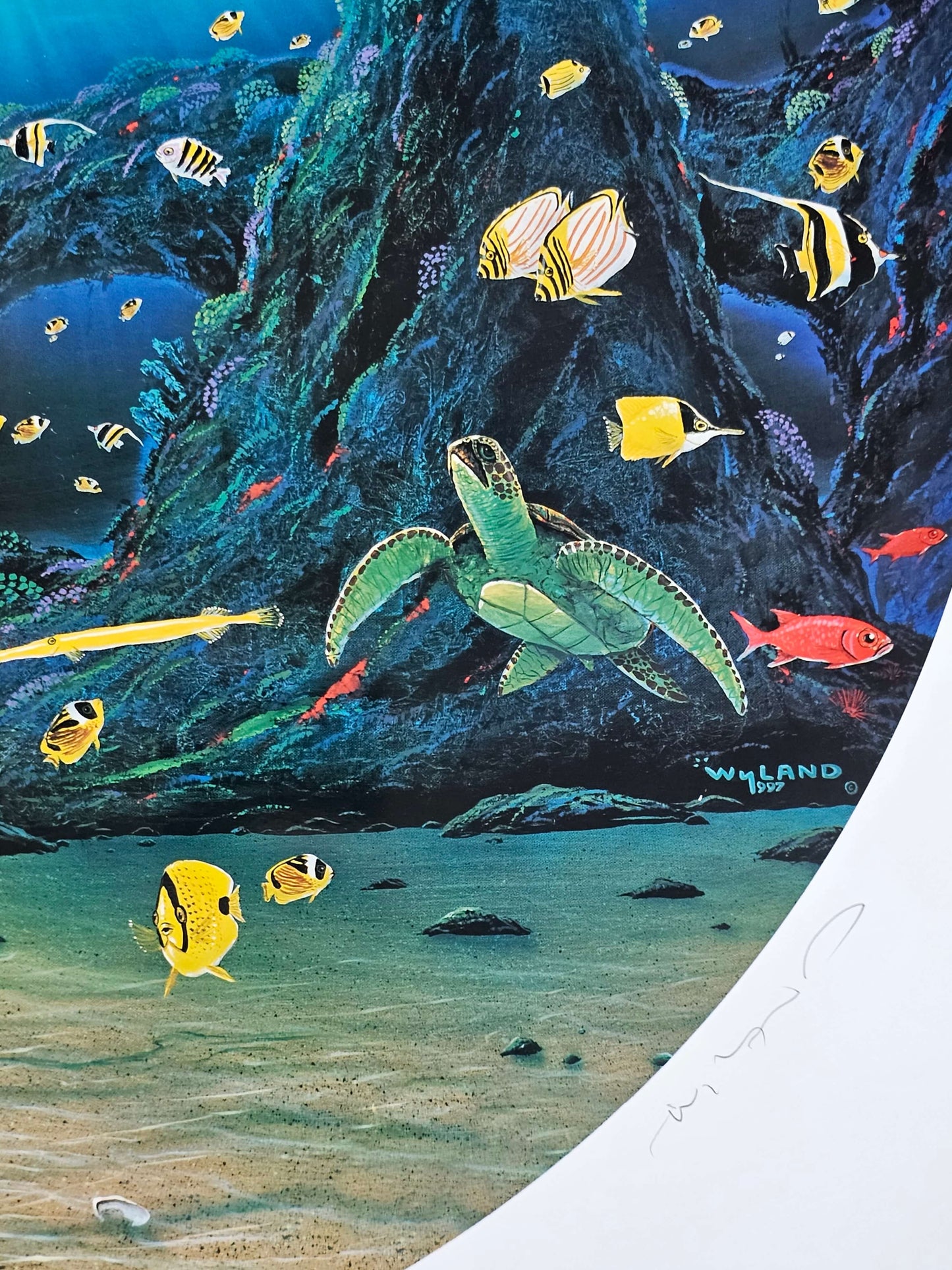 Sea turtle and reef fish