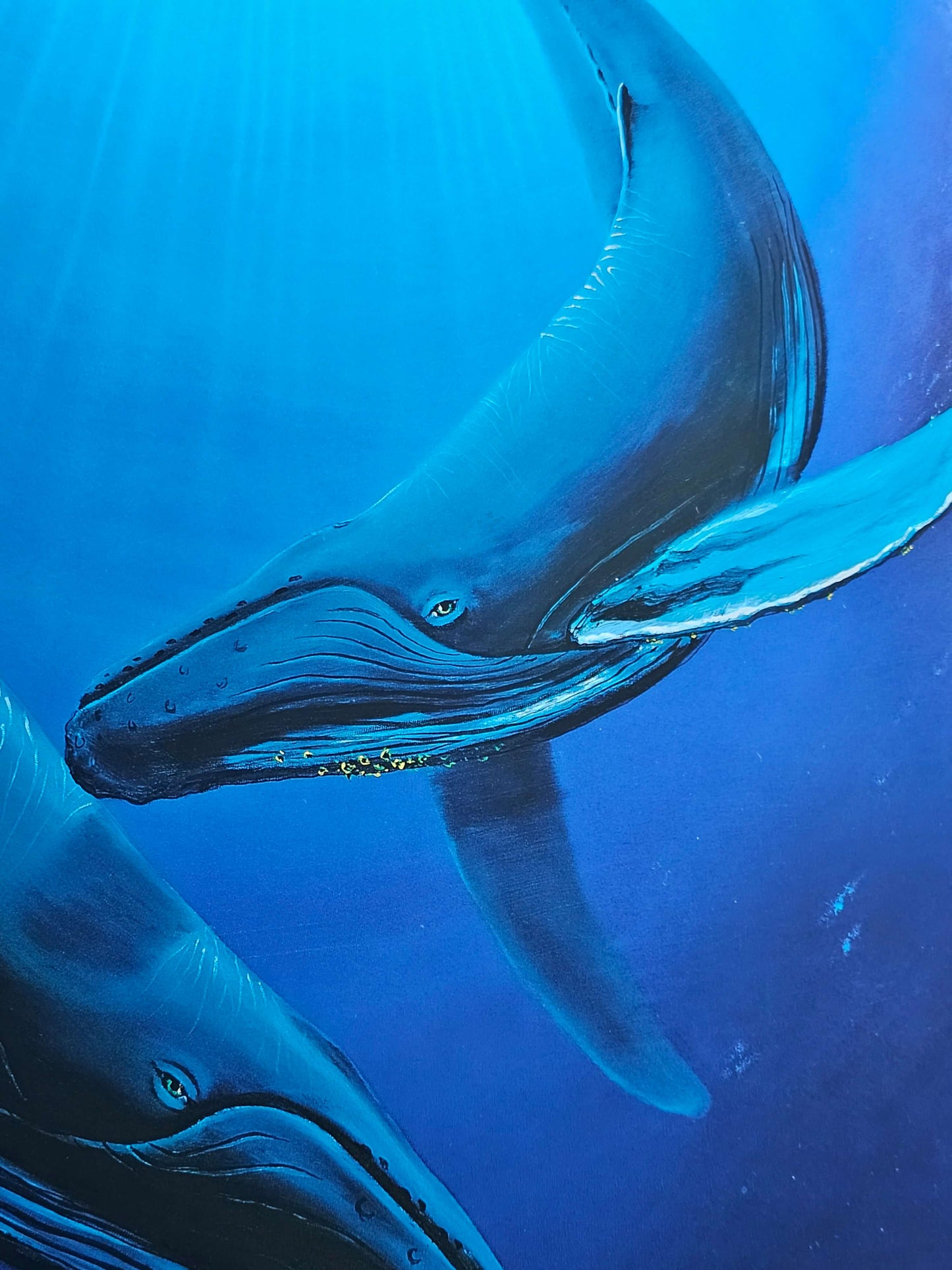 humpback whale art by Robert Wyland