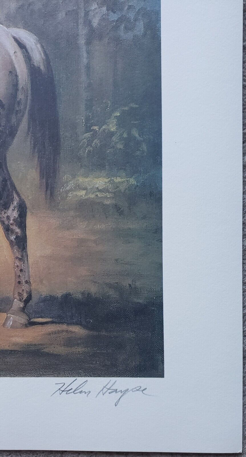 Helen Hayse Appaloosa Stud Horse Stallion Art Print Lithograph with Artist signature