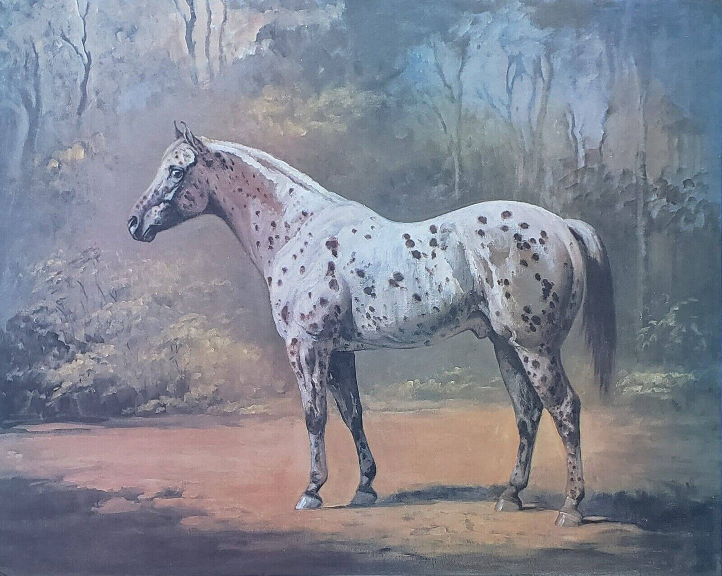 Helen Hayse Appaloosa Stud Horse Stallion Art Print Lithograph