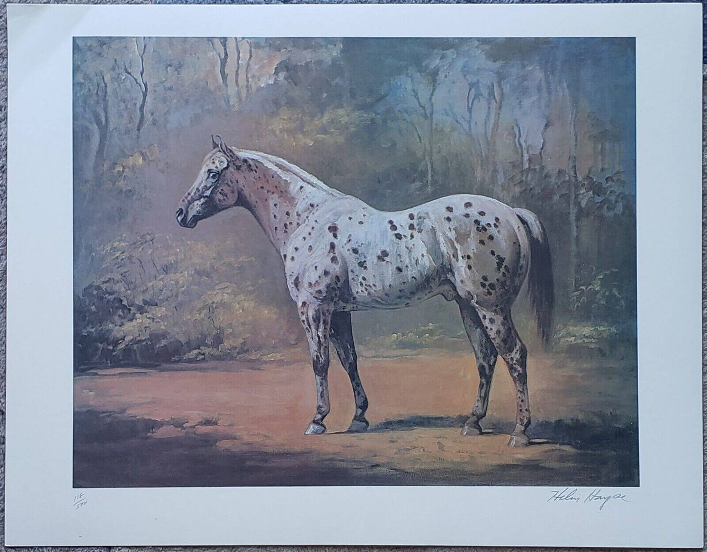 Helen Hayse Appaloosa Stud Horse Stallion Art Print Lithograph