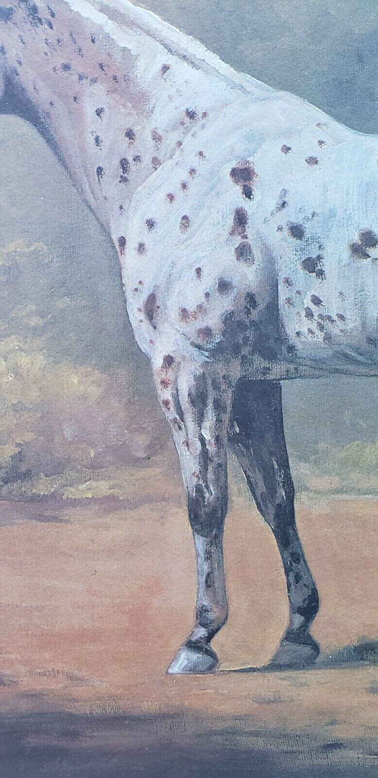 Helen Hayse Appaloosa Stud Horse Stallion Art Print Lithograph