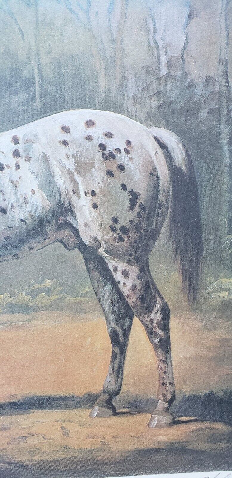 Helen Hayse Appaloosa Stud Horse Stallion Art Print Lithograph