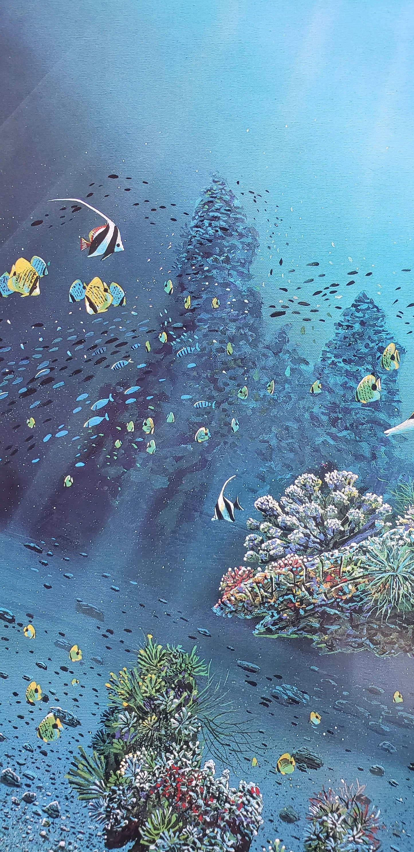 schools of fish and coral