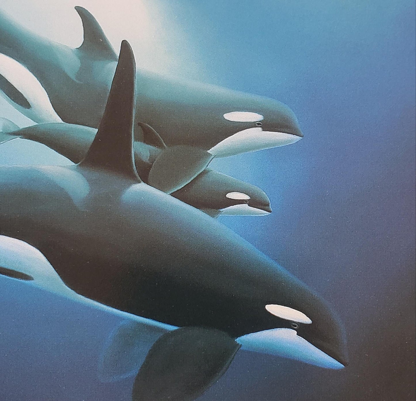 Wyland "Orca Trio" 8x10 Art Print