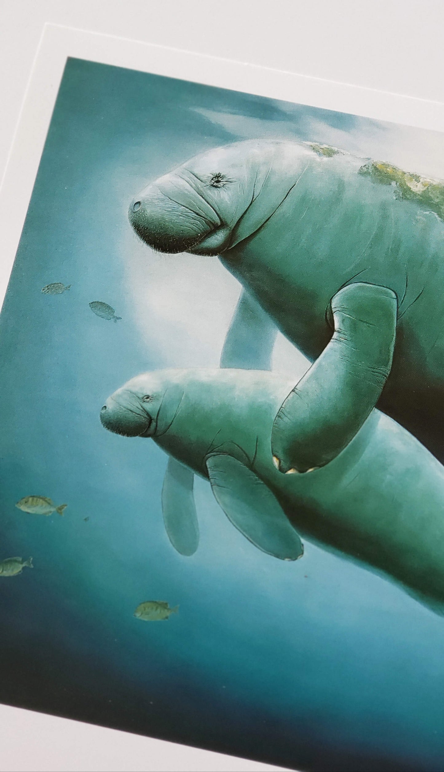 Wyland "Manatees" parent & calf art print
