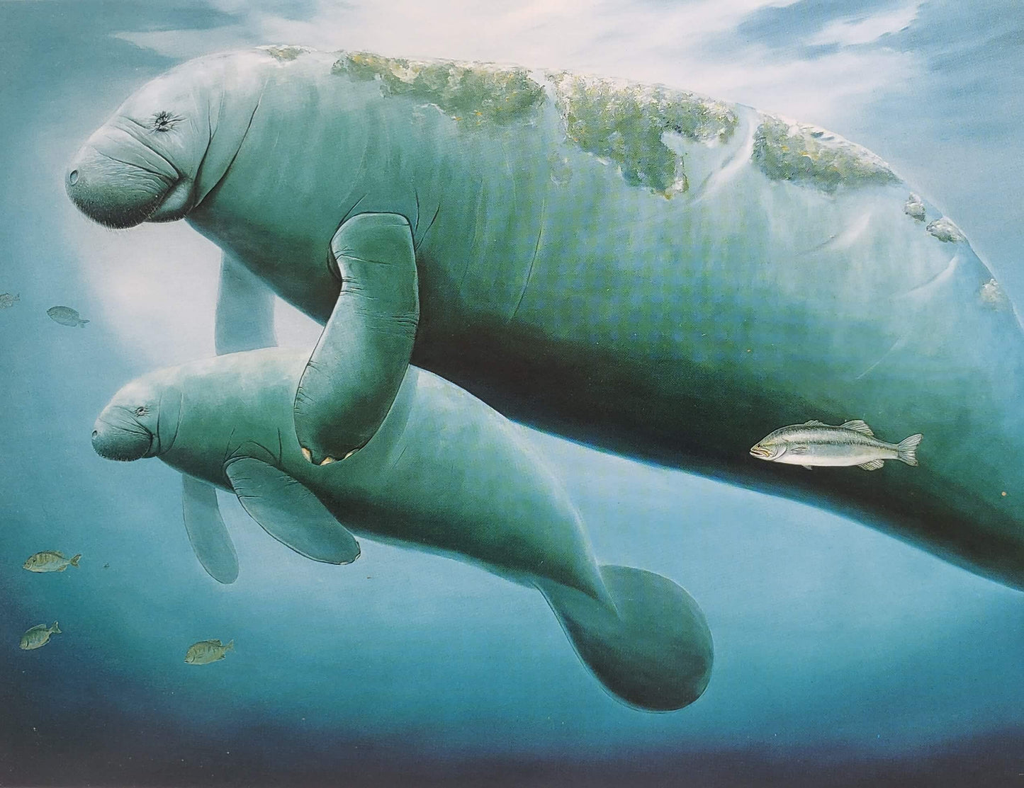 Wyland "Manatees" parent & calf art print