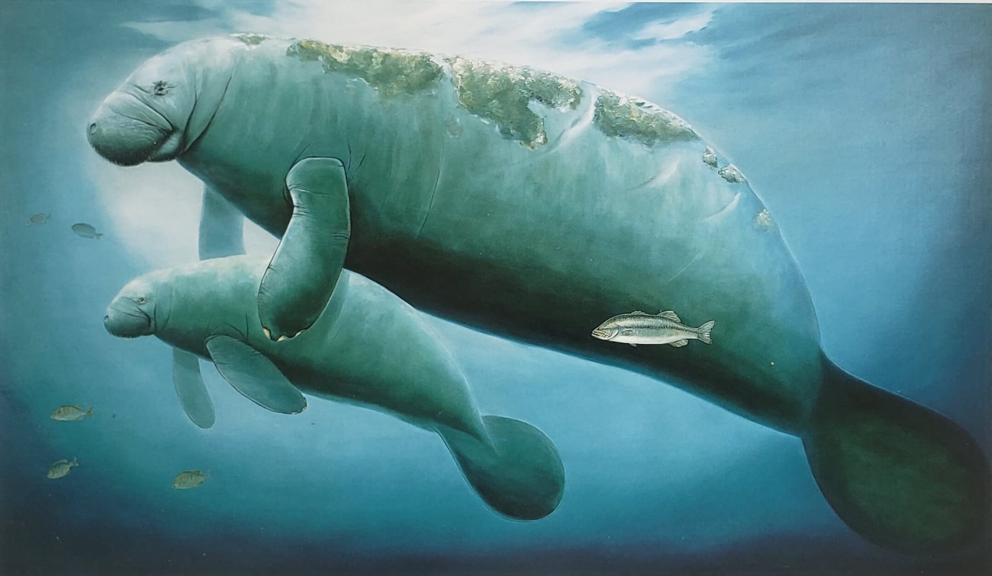 Wyland "Manatees" parent & calf art print