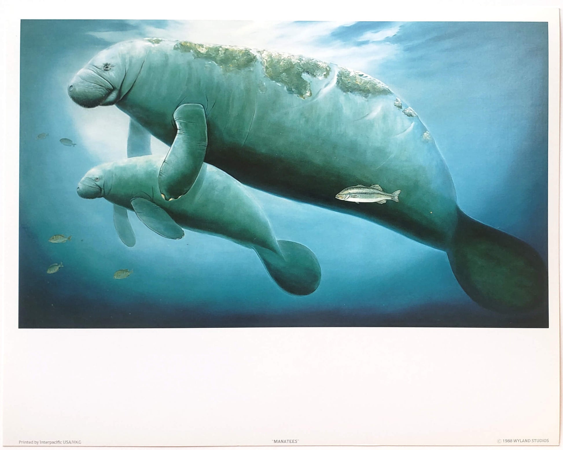 Wyland "Manatees" parent & calf art print