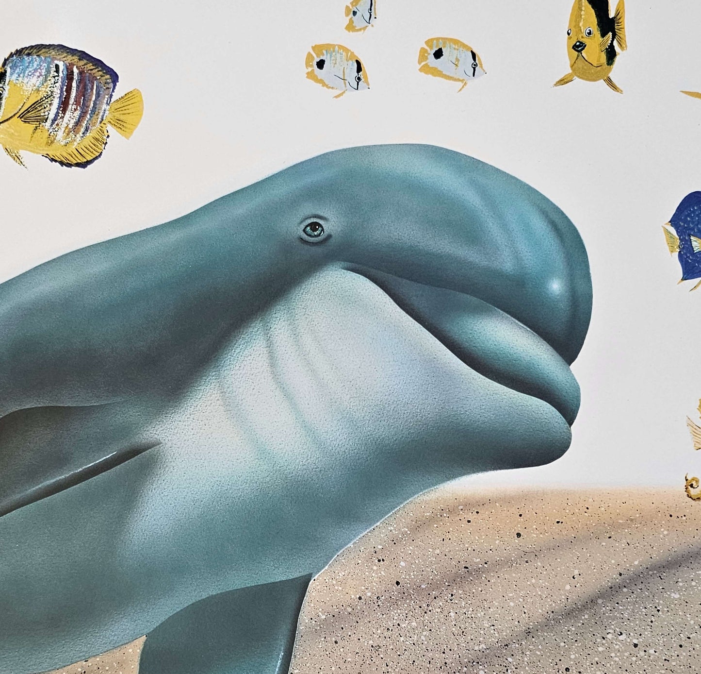 Dolphin head