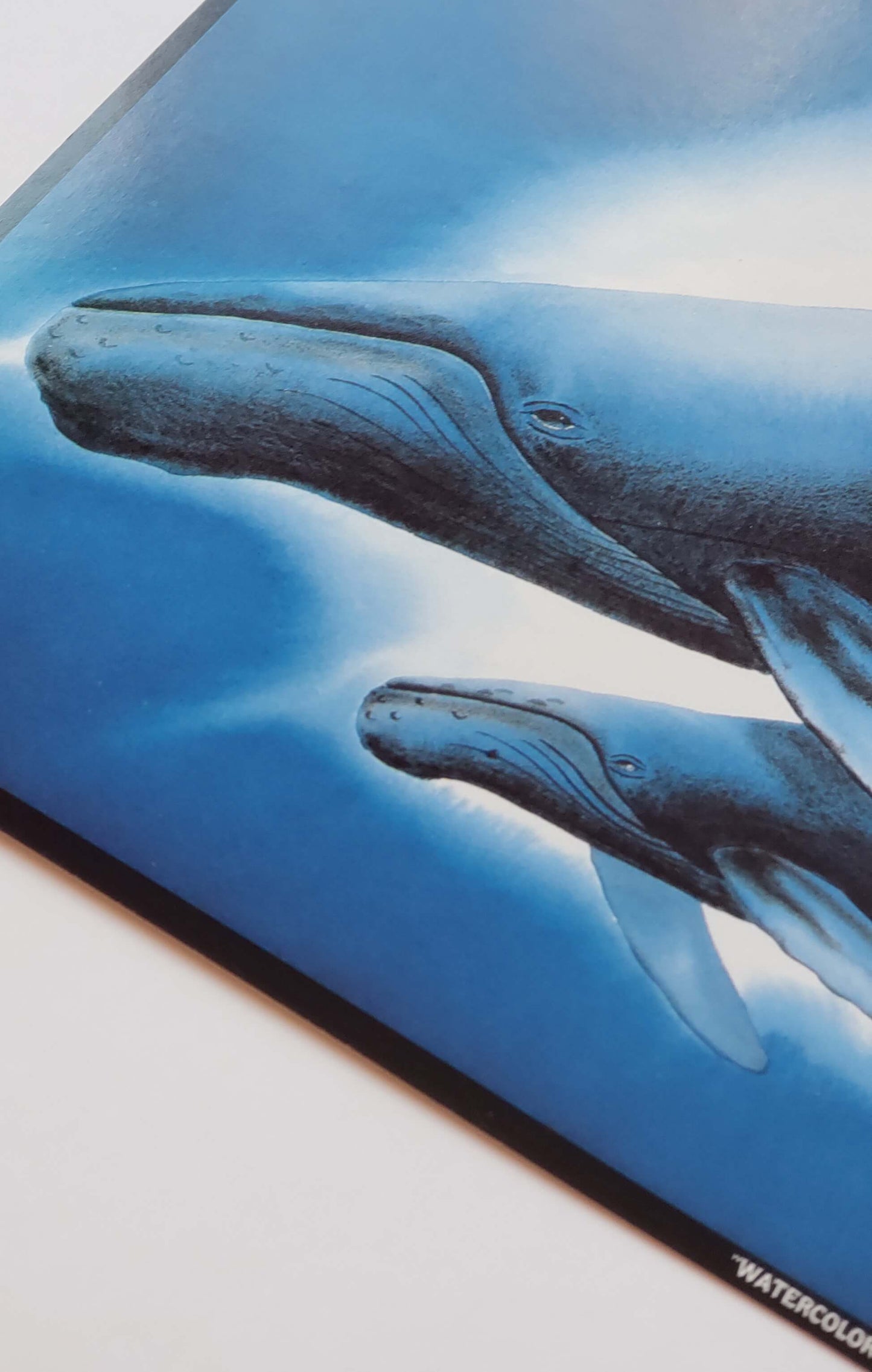 Wyland "Watercolor Whales" 8x10 Art Print