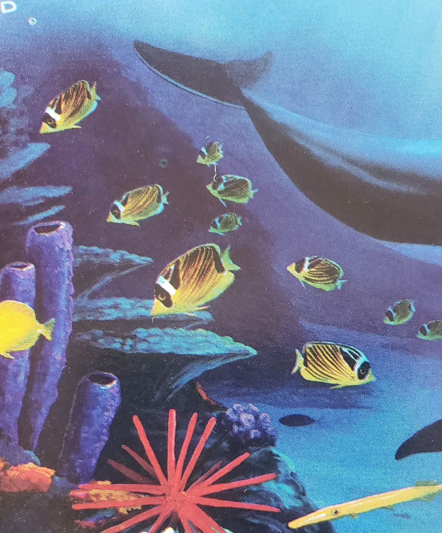 Wyland Dolphins Days Art